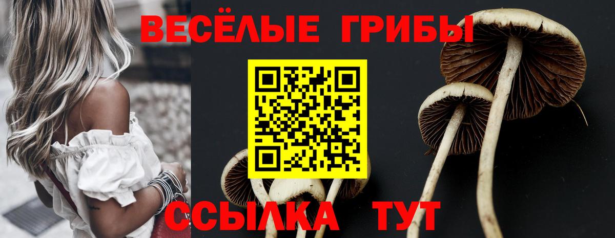 Псилоцибиновые грибы мицелий  Вход с VPN  Бузулук  Псилоцибиновые грибы Psilocybe 